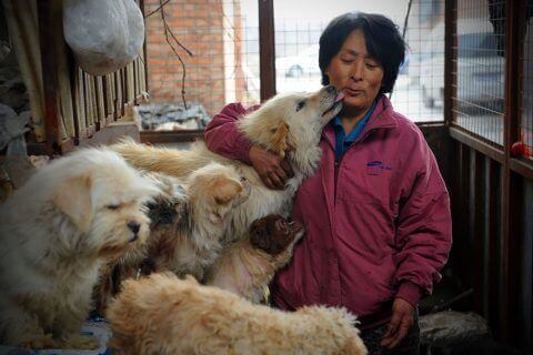 Os chineses comem cães?